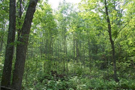 aspren sprout|Managing aspen and birch forests 